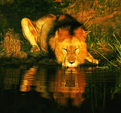 Lion Drinking at Dusk, Klaserie Game Reserve, &copy;Michael Dockree